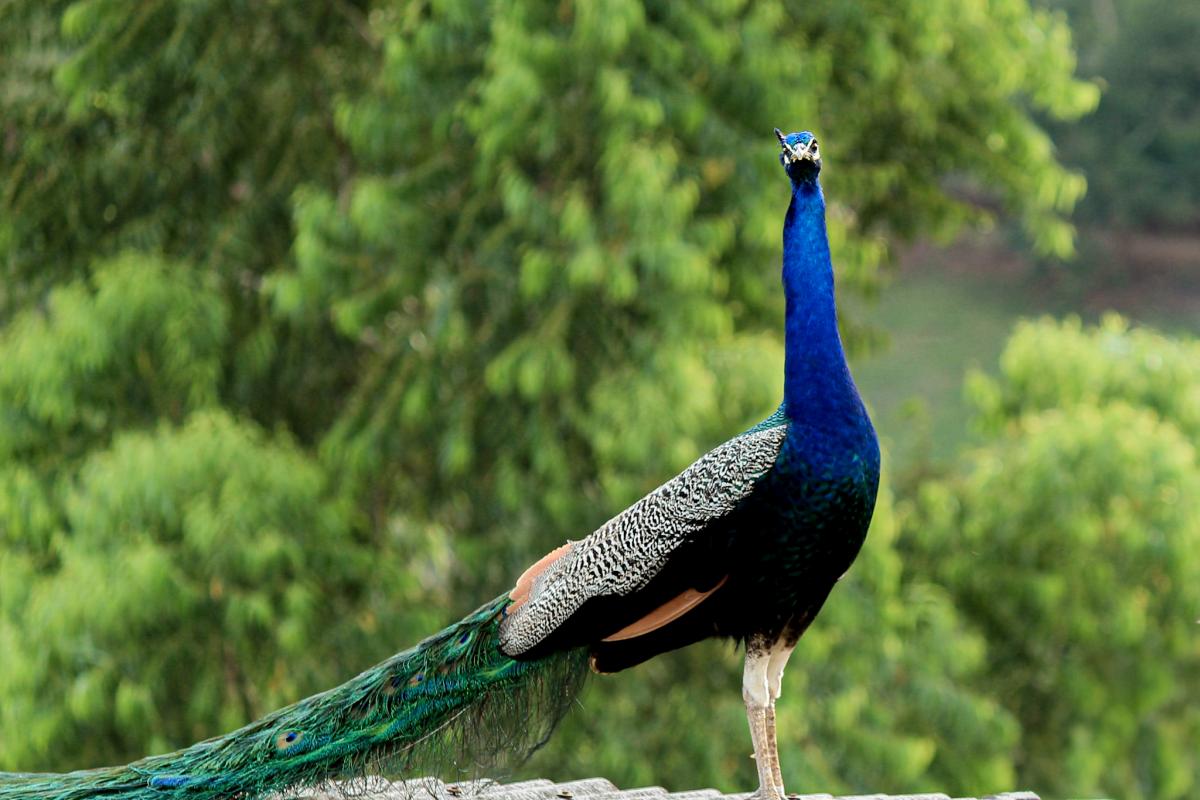 Imagen de archivo de un pavo real.