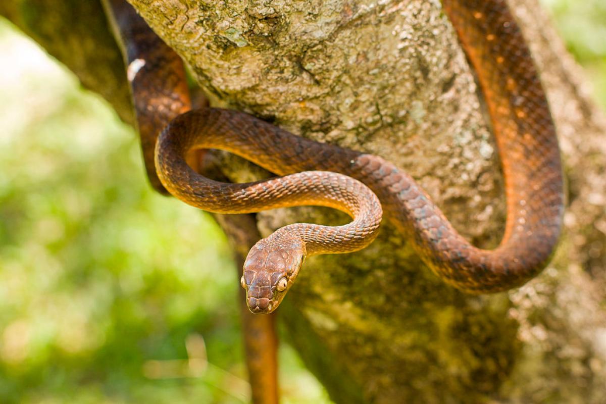 La serpiente arbórea marrón (Boiga irregularis), en una imagen de archivo