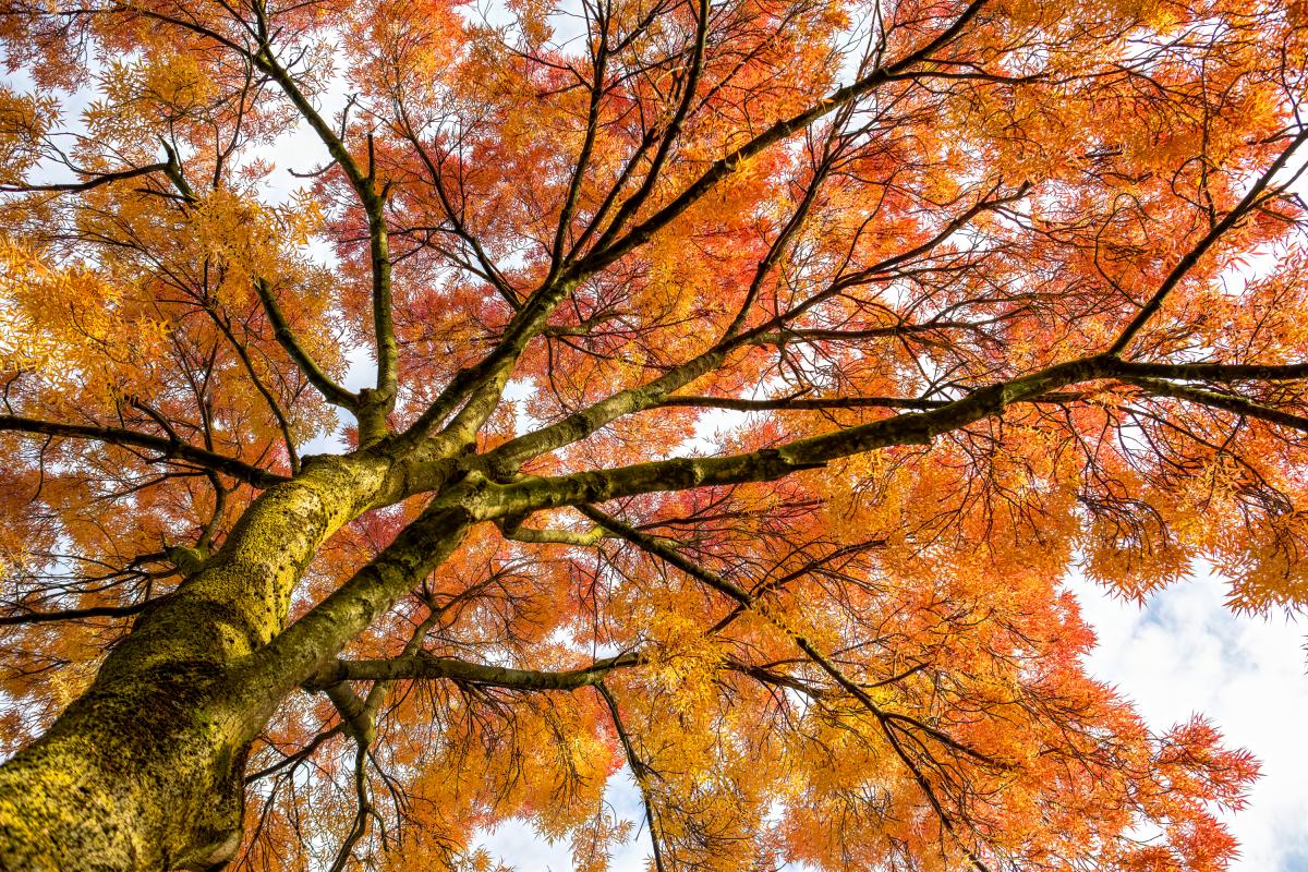 Un árbol mostrando una estampa muy otoñal.