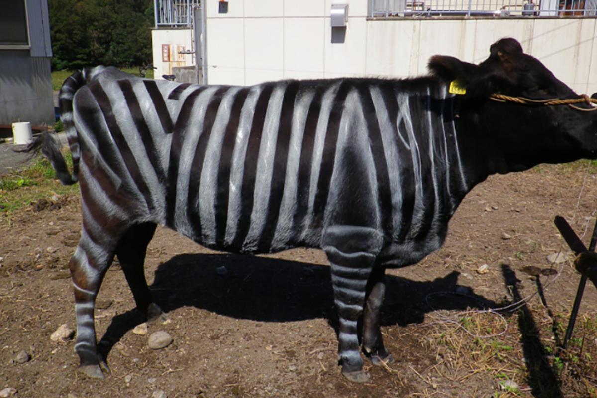 Vaca pintada con rayas de cebra en Japón para un experimento científico premiado con los Ig Nobel.