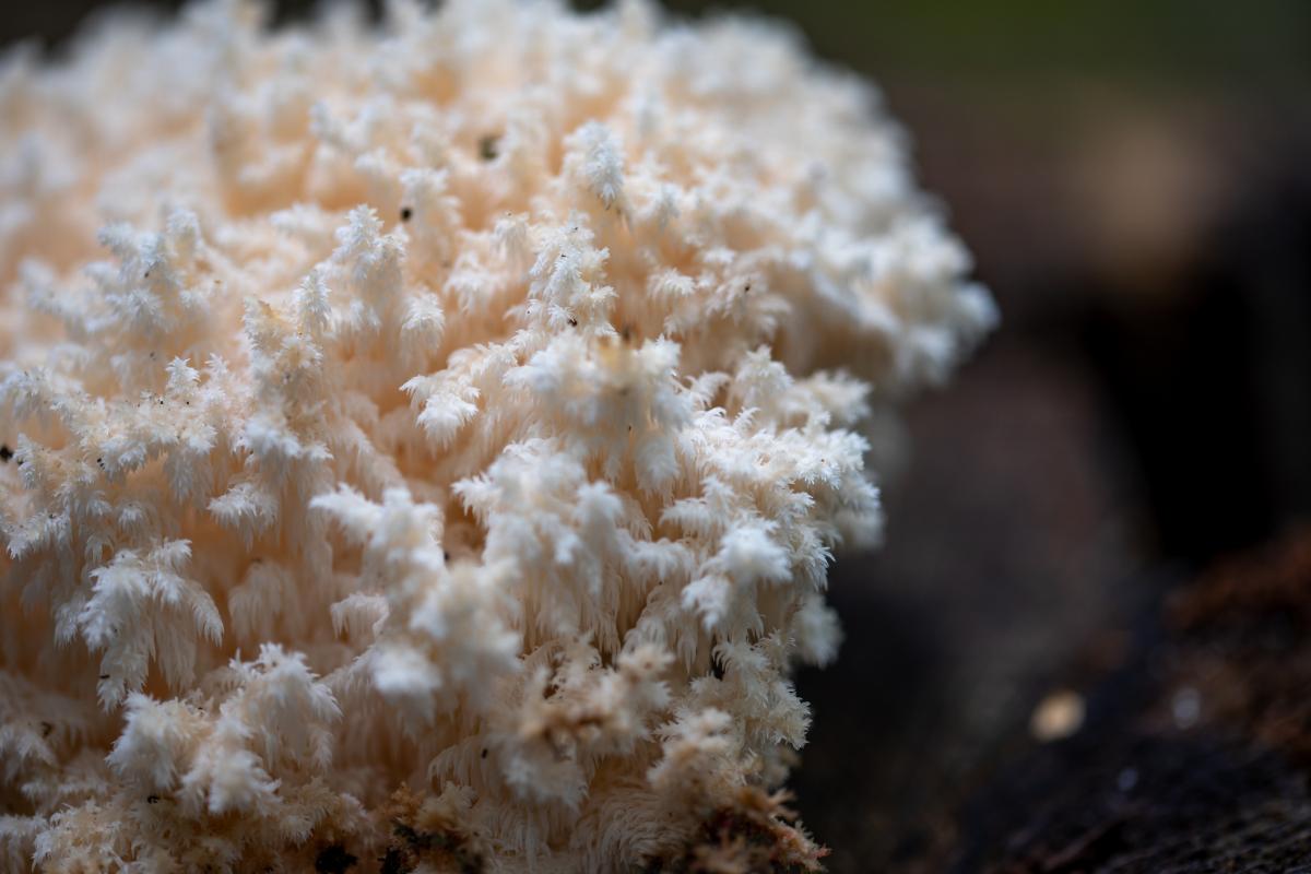 Un hongo coralino (Hericium coralloides), en una imagen de archivo