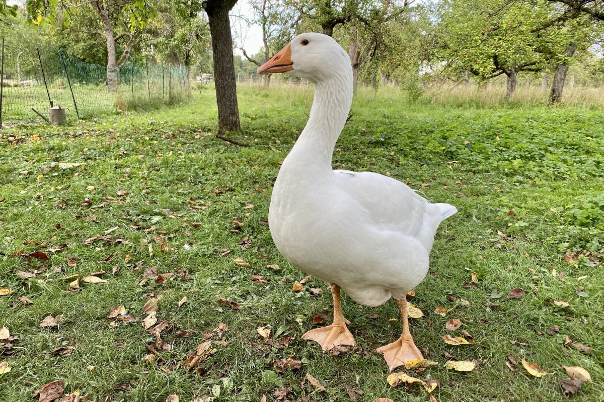 Imagen de archivo de una oca.