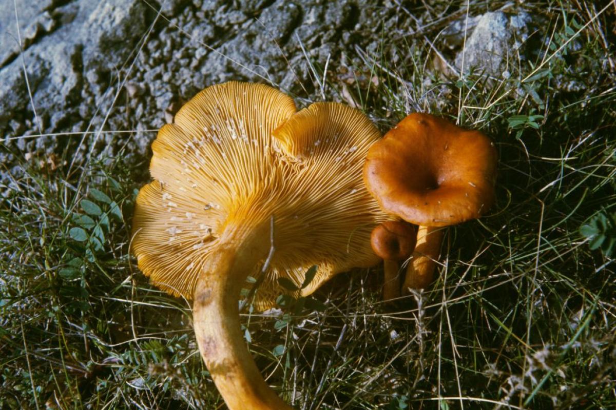 Un ejemplar de galletto (Cantharellus cibarius)