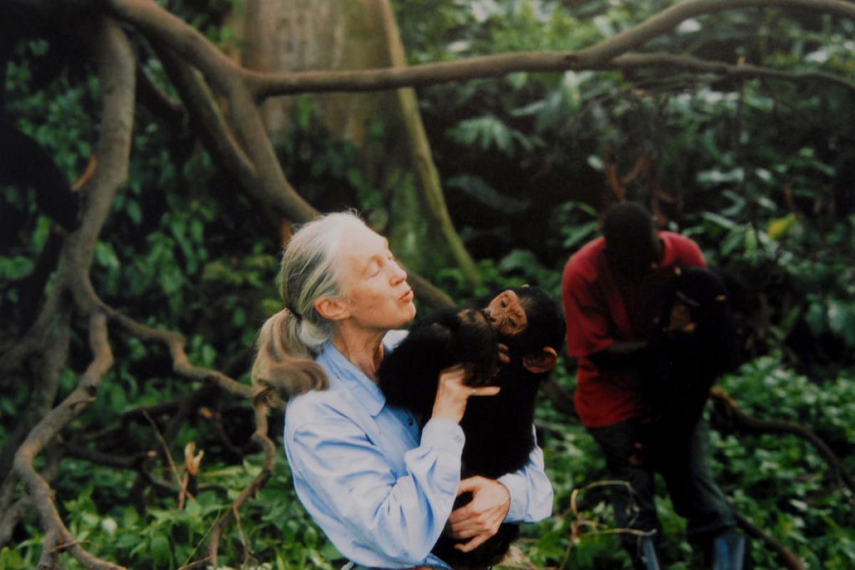 Jane Goodall, entre chimpancés en una imagen de archivo