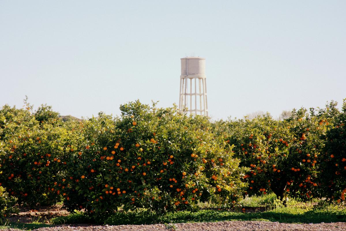 Naranjos en Valencia.