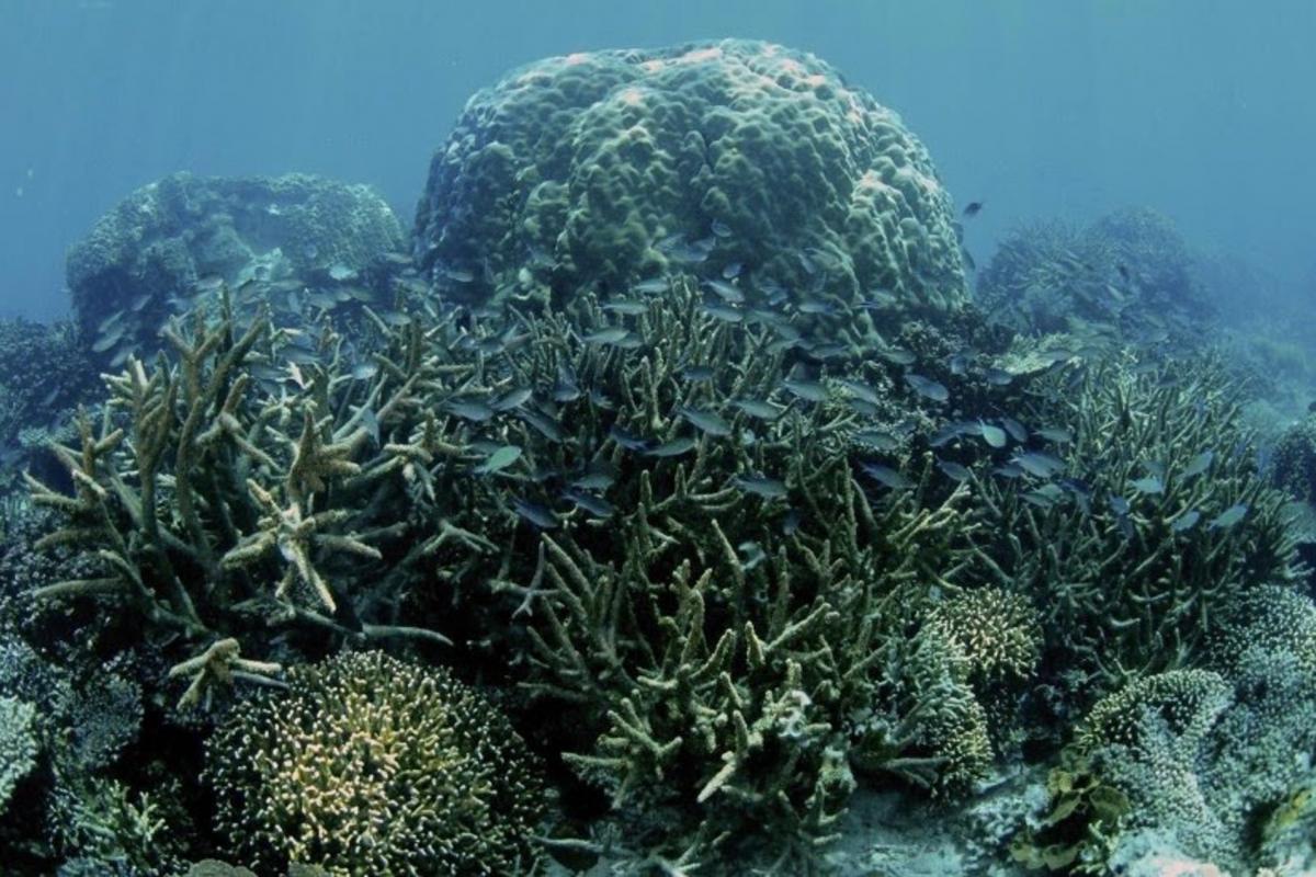 Un arrecife de coral tropical, en una imagen de archivo