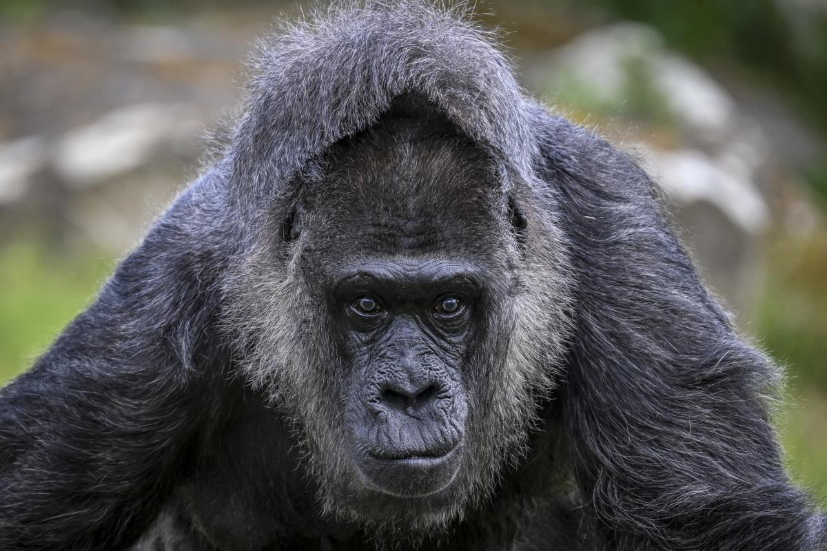 Gorila hembra, en una imagen de archivo