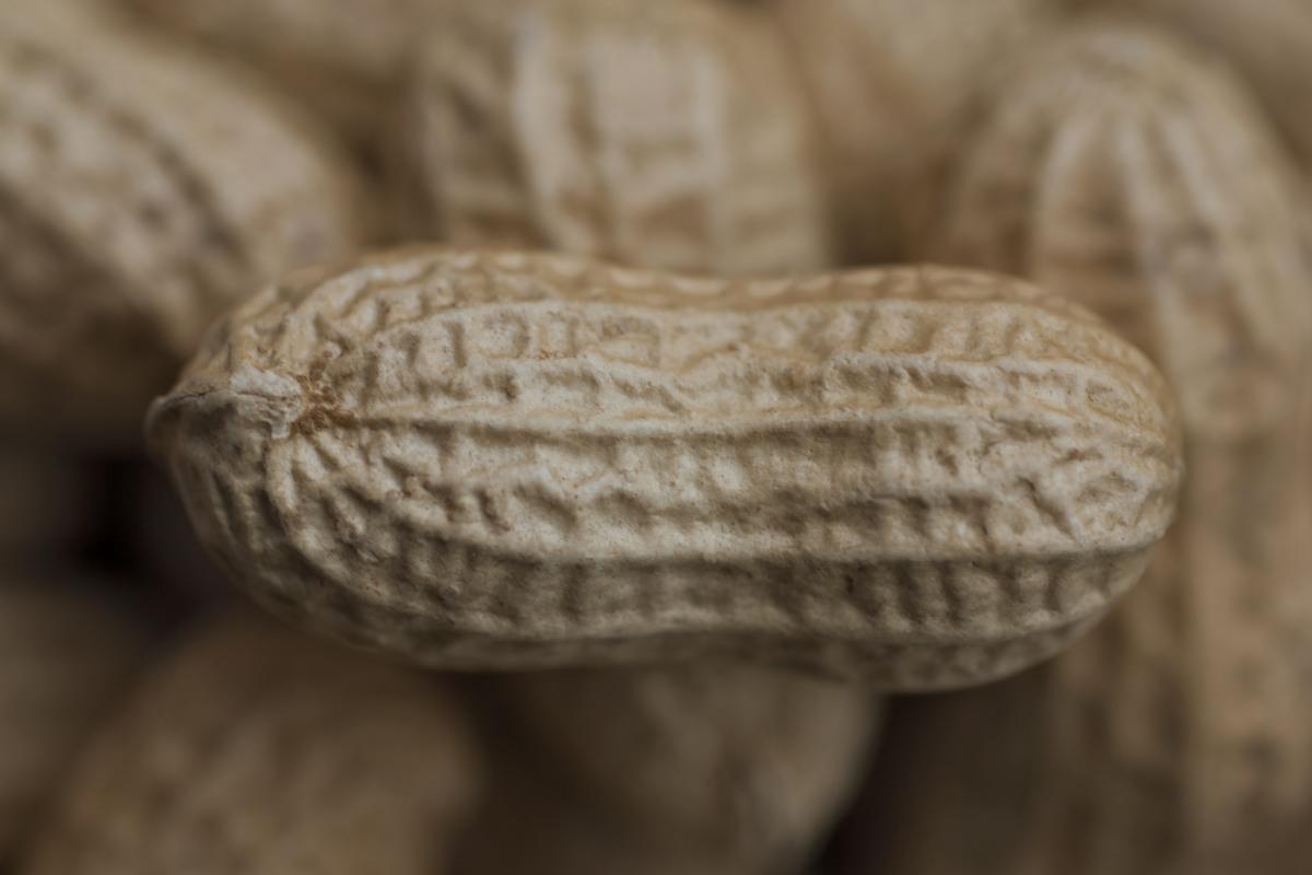 Detalle en primer plano de varios cacahuetes con cáscara, de color beige y textura rugosa.