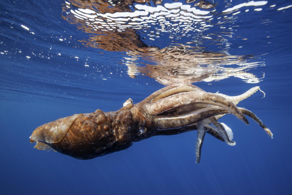 Imagen de un calamar gigante nadando en el mar