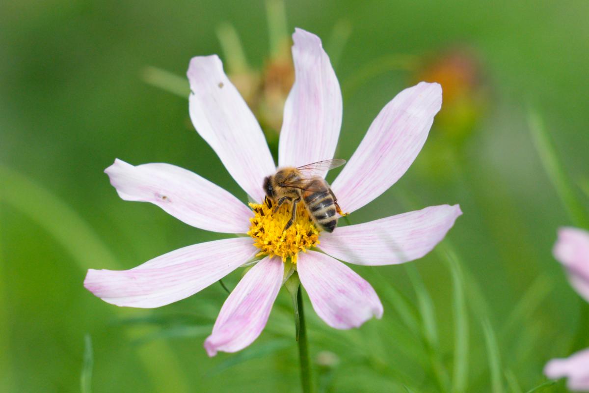 Una abeja polinizando una flor en un parque de Varsovia, Polonia.