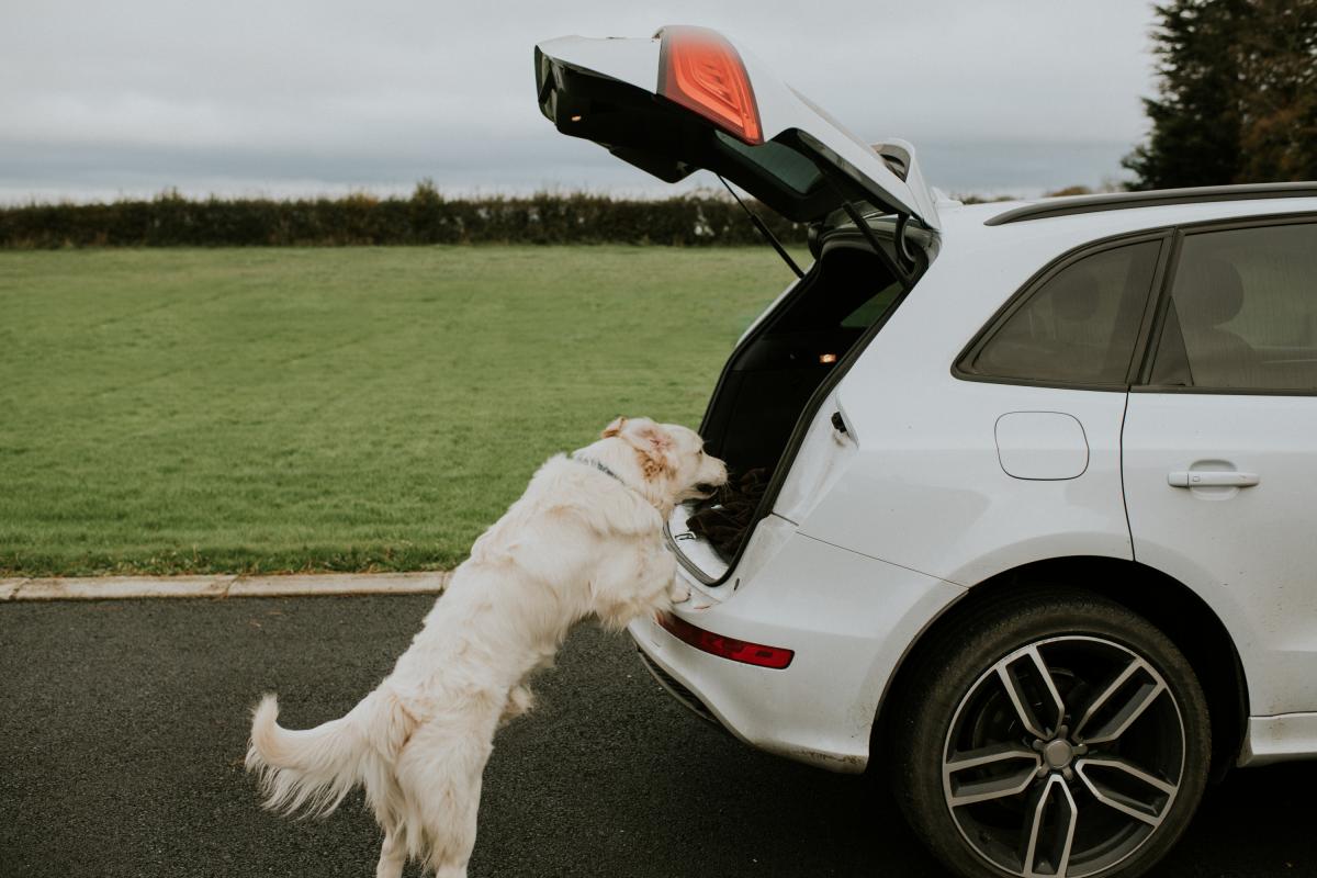 Un joven perro golden retriever salta al maletero de un coche blanco con portón trasero.