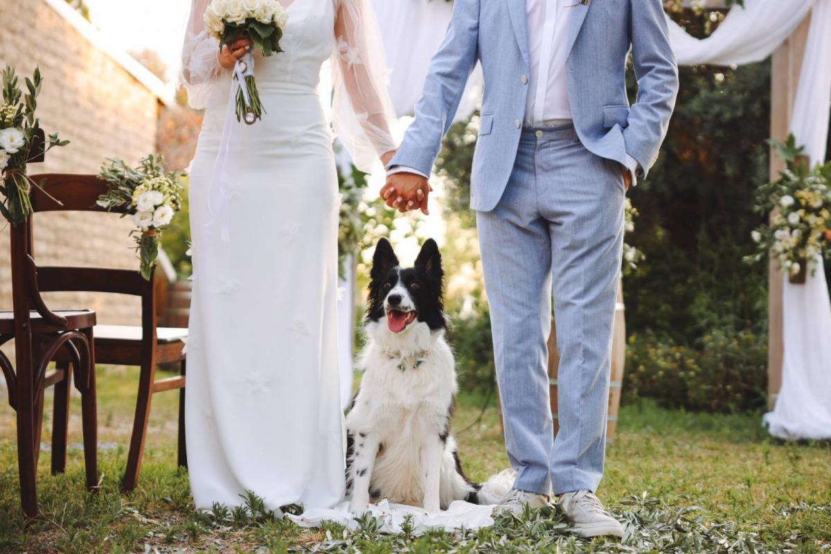 Adorable golden retriever con una corona de flores en una boda