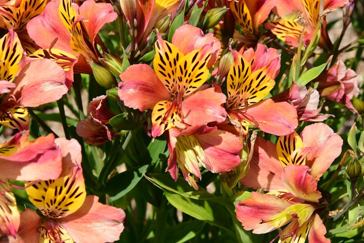 Alstroemeria, en una imagen de archivo