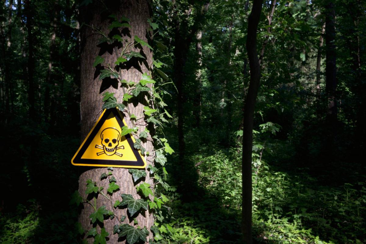 Señal de advertencia con una calavera y huesos cruzados colocada en un árbol en una zona boscosa y oscura