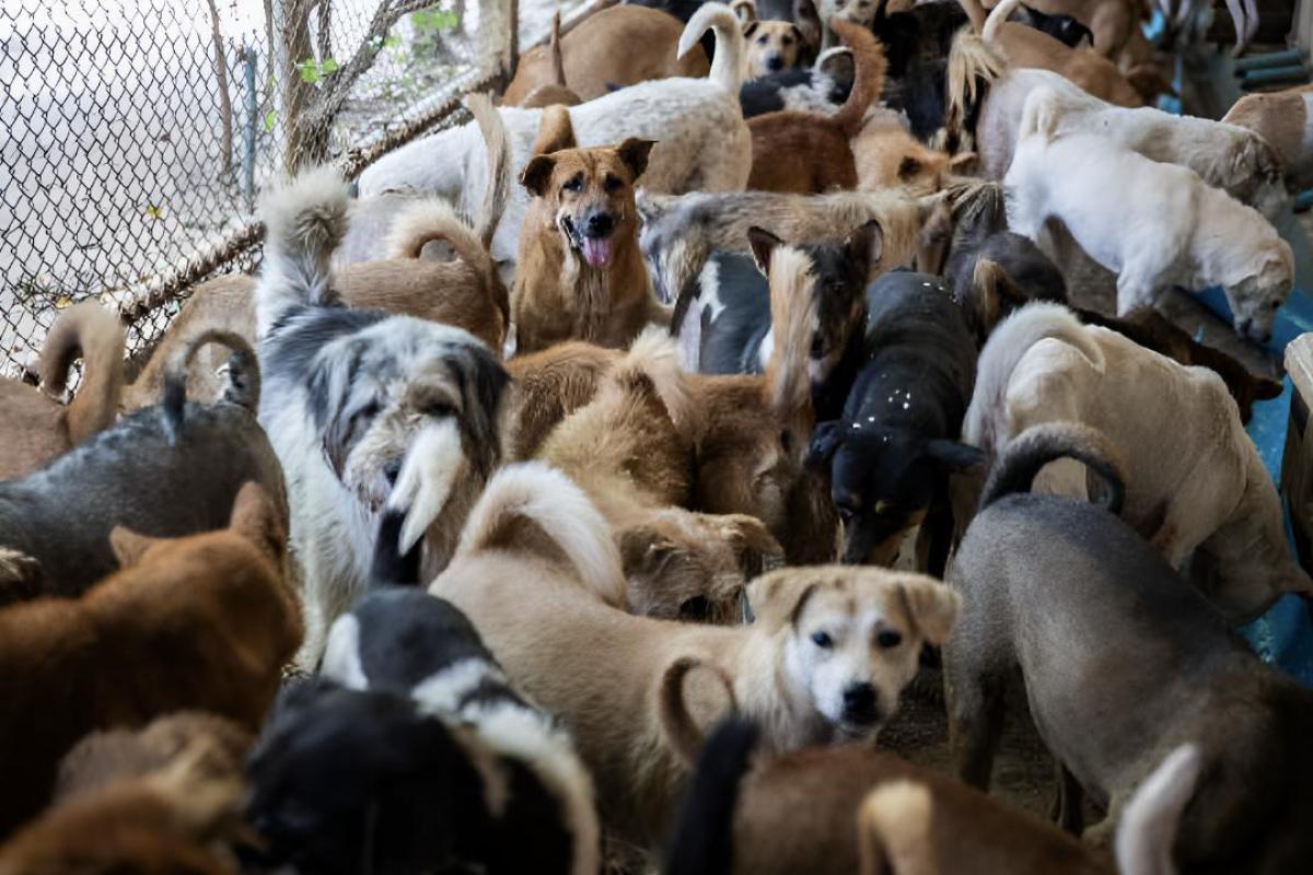 Muchos perros que han sido rescatados esperando a la cena en el refugio