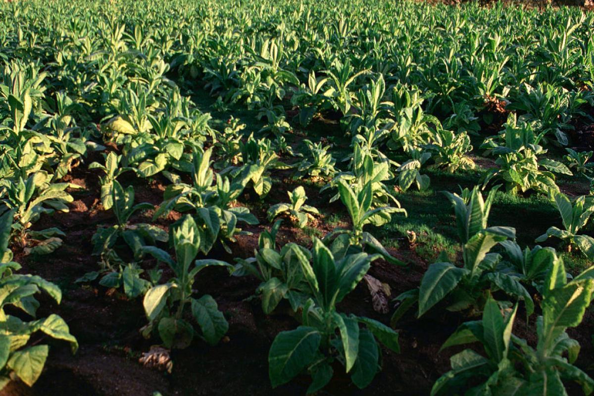 Plantación de tabaco en Extremadura