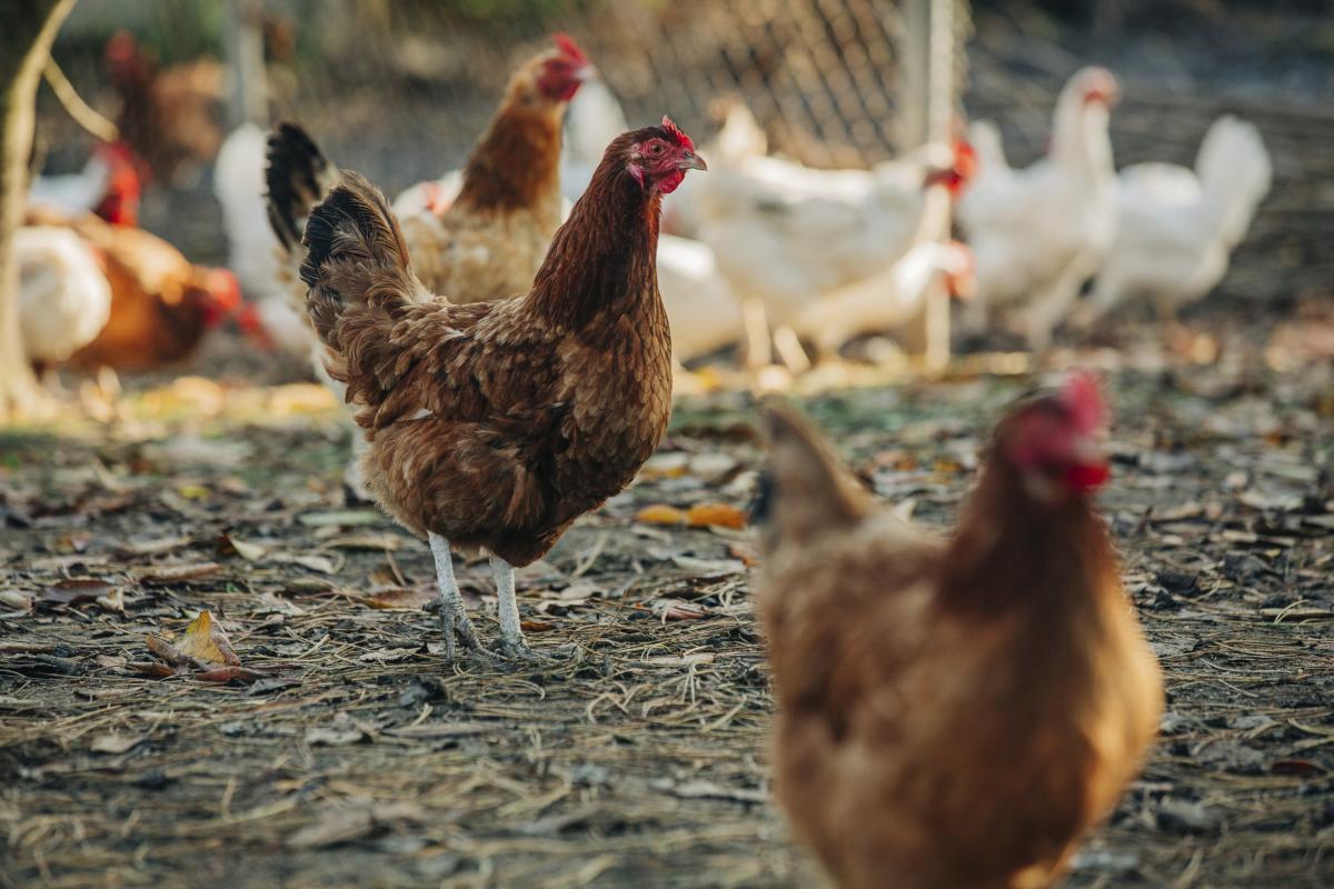 Varias gallinas en un corral
