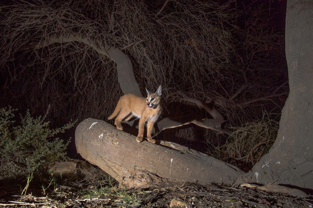 Imagen de un caracal árabe (Caracal caracal schmitzi) de noche.
