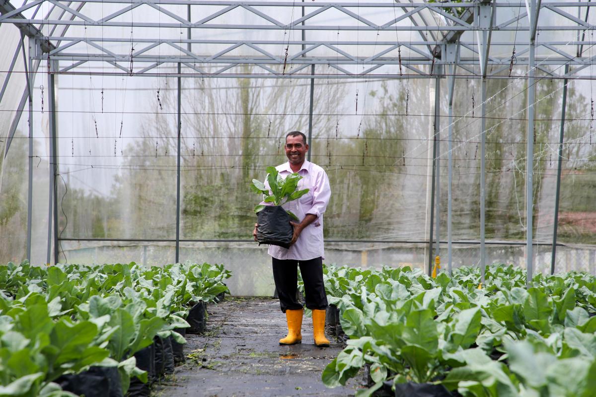 Un trabajador bangladesí trabaja en un invernadero.