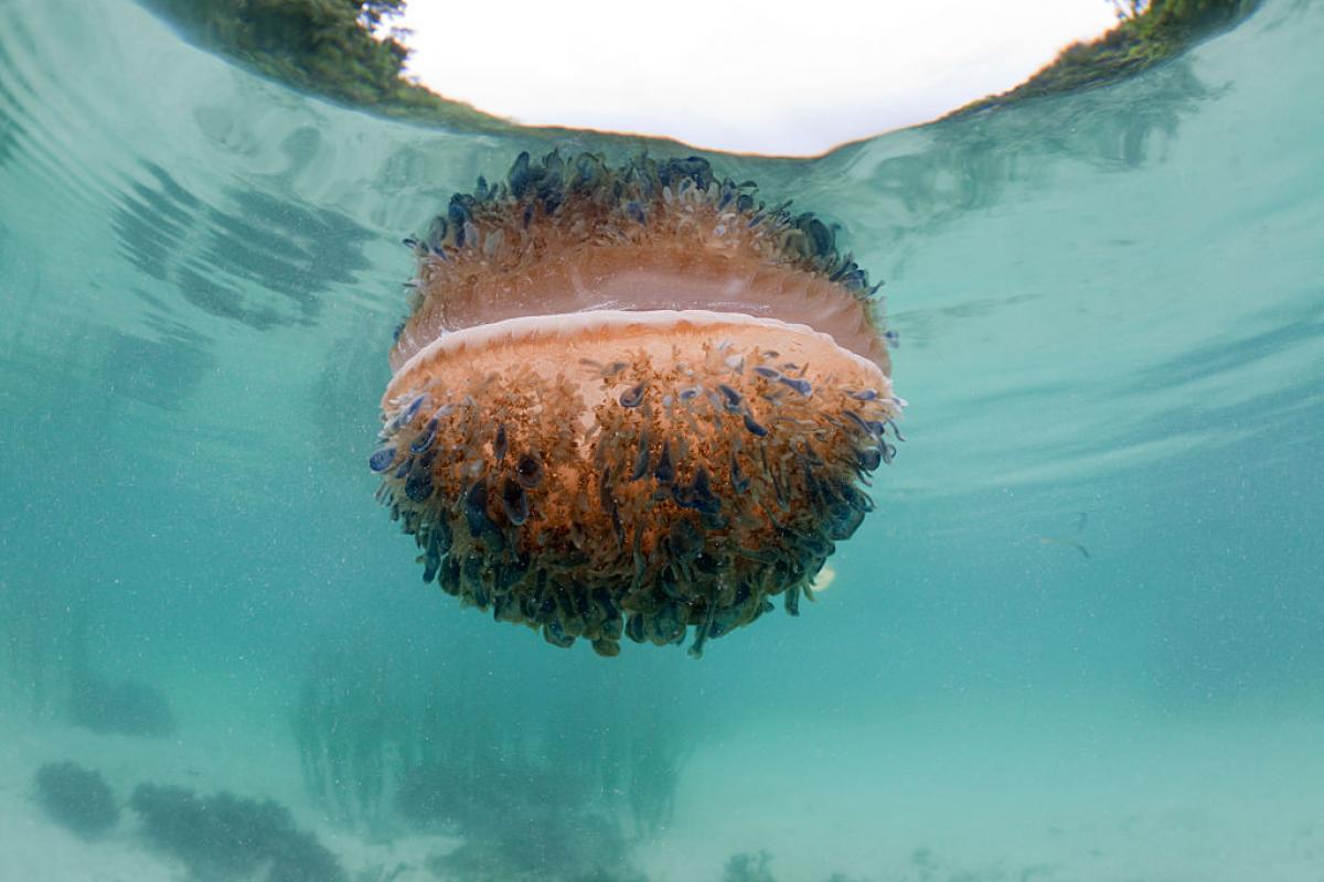 Imagen de un ejemplar de Cassiopea andromeda, conocida popularmente como la medusa invertida.