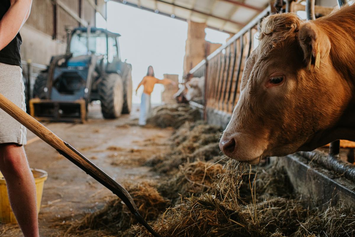 Un adolescente alimenta a una vaca con ensilado en un establo. Un niño señala a lo lejos.