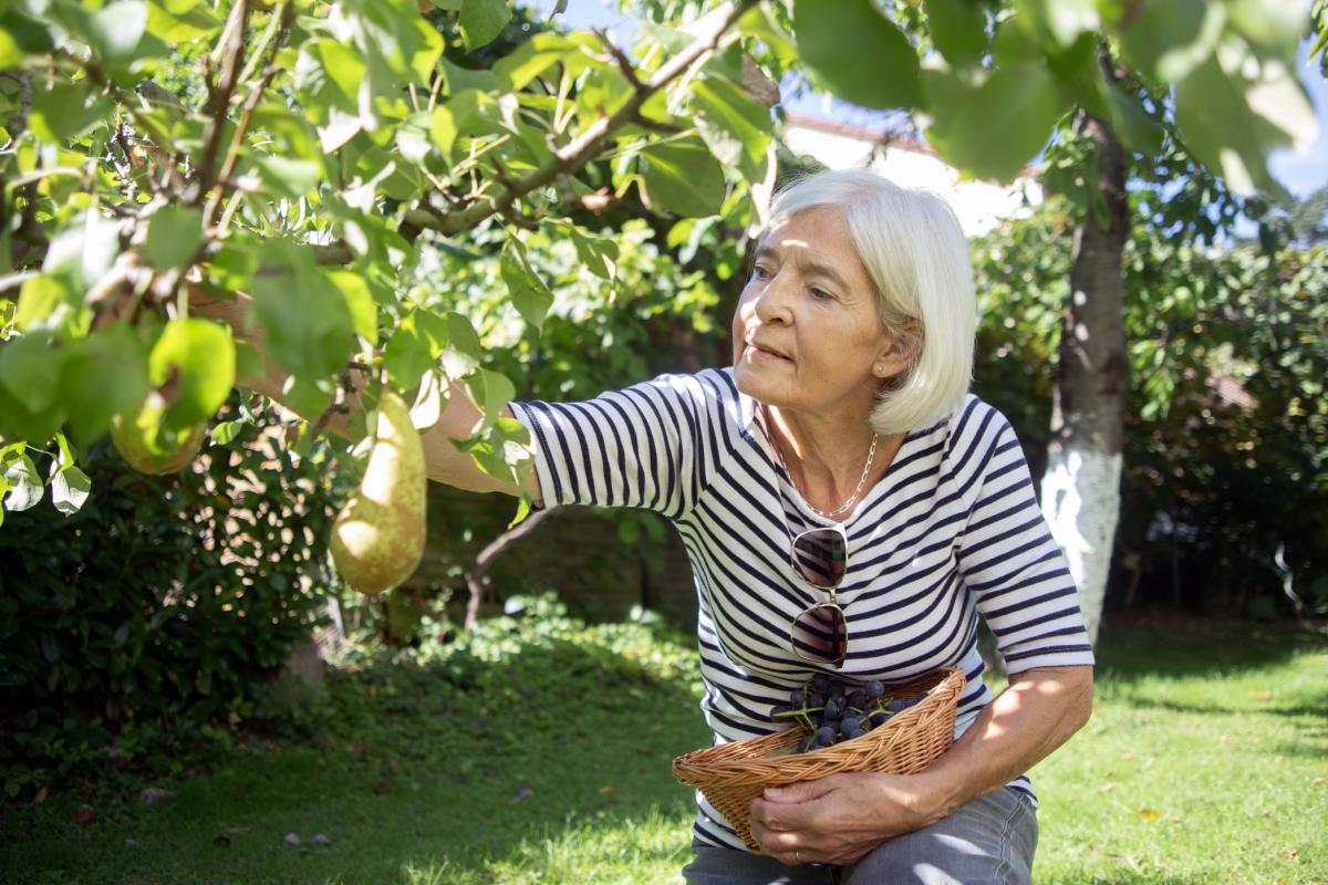 Imagen de archivo de un árbol frutal en un jardín