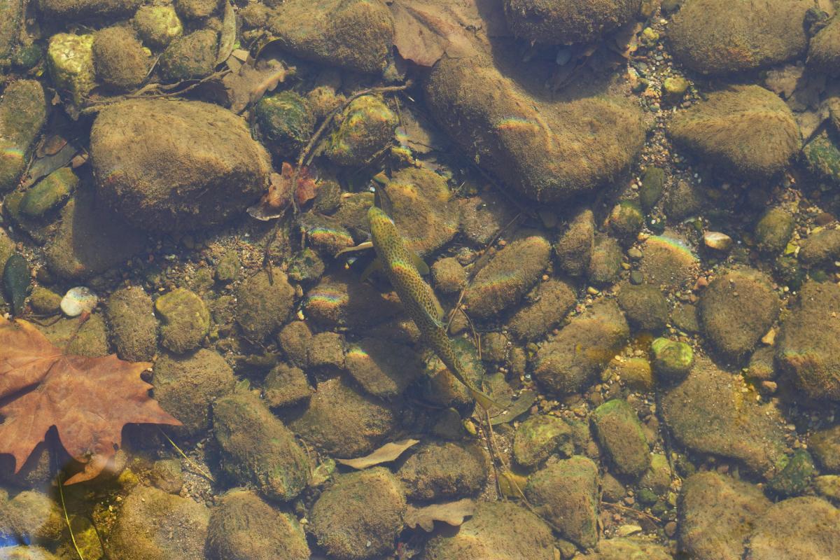 Vista en ángulo alto de un grupo de peces trucha nadando bajo el agua en un río durante el día.