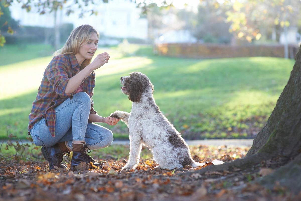 Adiestradora trabajando con un perro en el parque