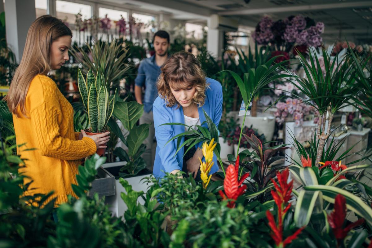 Floristas en la floristería, cuidando las plantas.