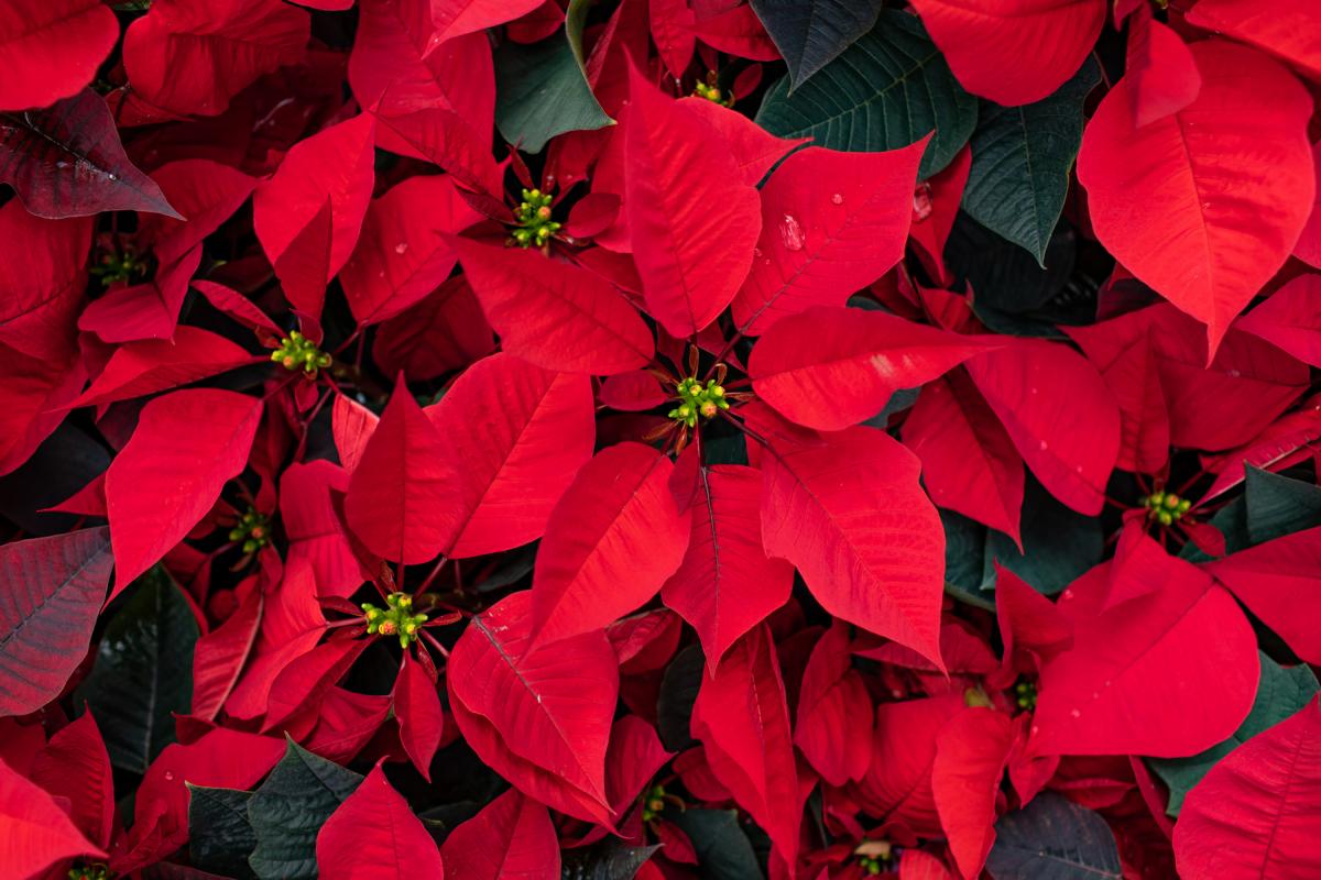 Un jardinero descubre un truco para que estas Navidades dure más la Flor de Pascua.