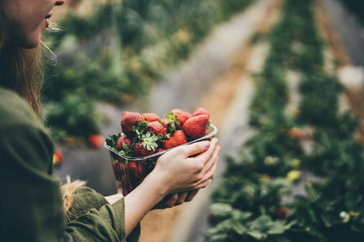 Una mujer sujetando unas fresas en medio del campo