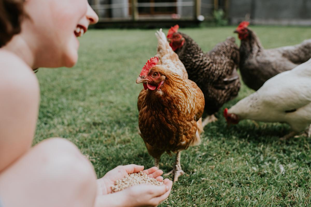 Una niña dando de comer a las gallinas.