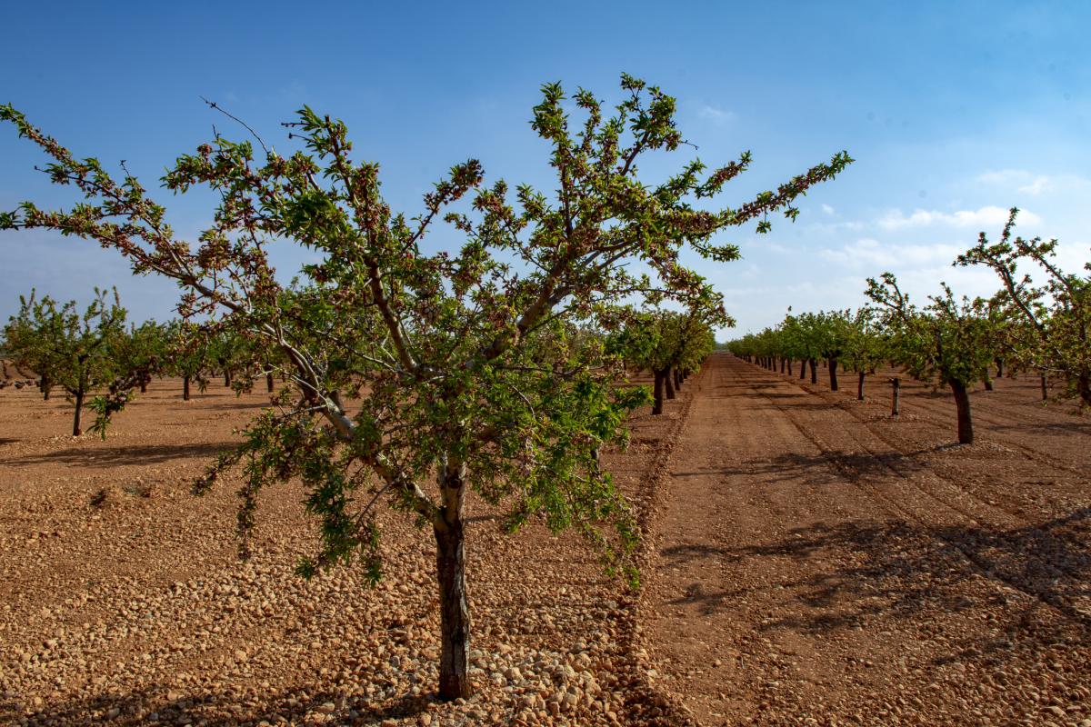 Imagen de archivo de un cultivo de pistachos.