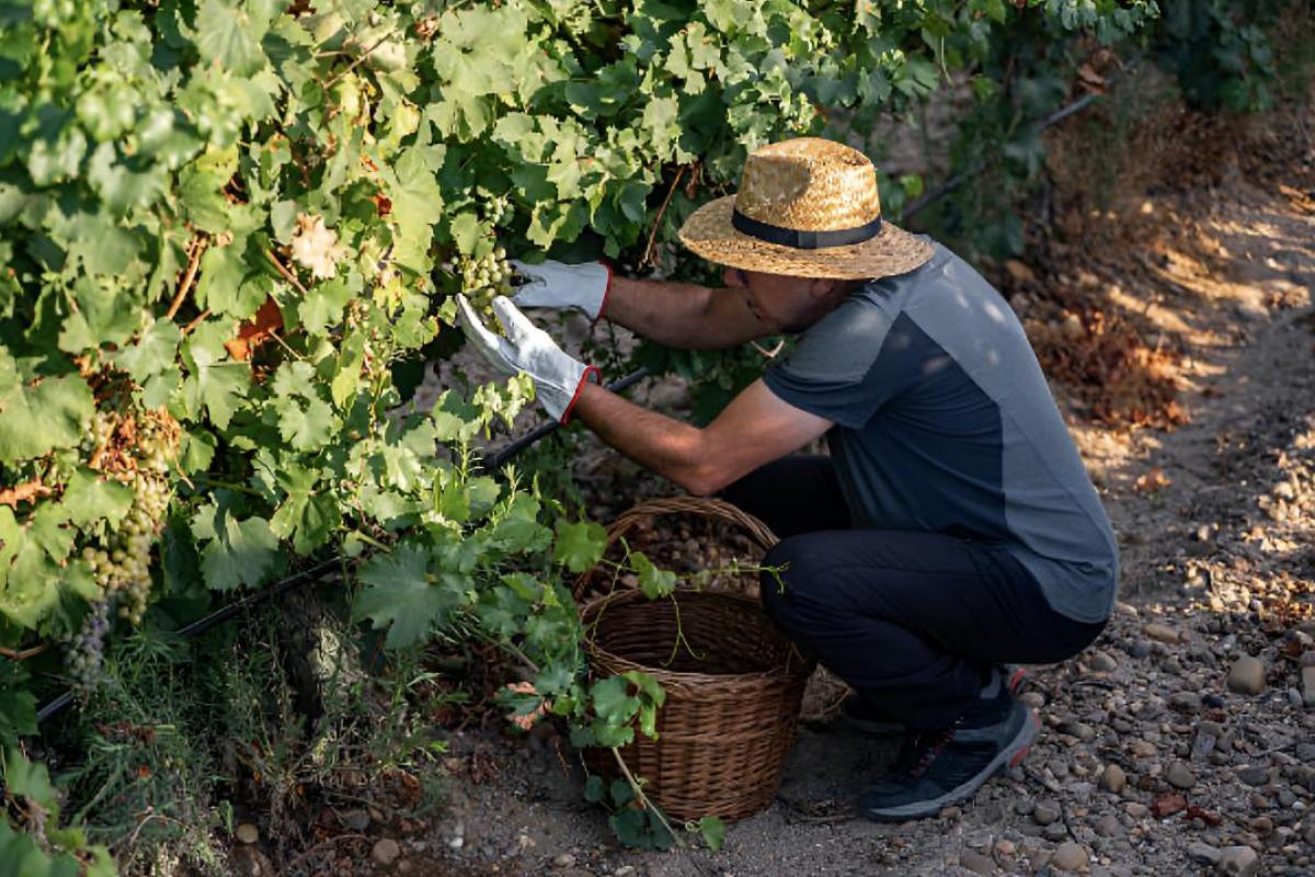 Un agricultor agachado recogiendo frutos de su cultivo