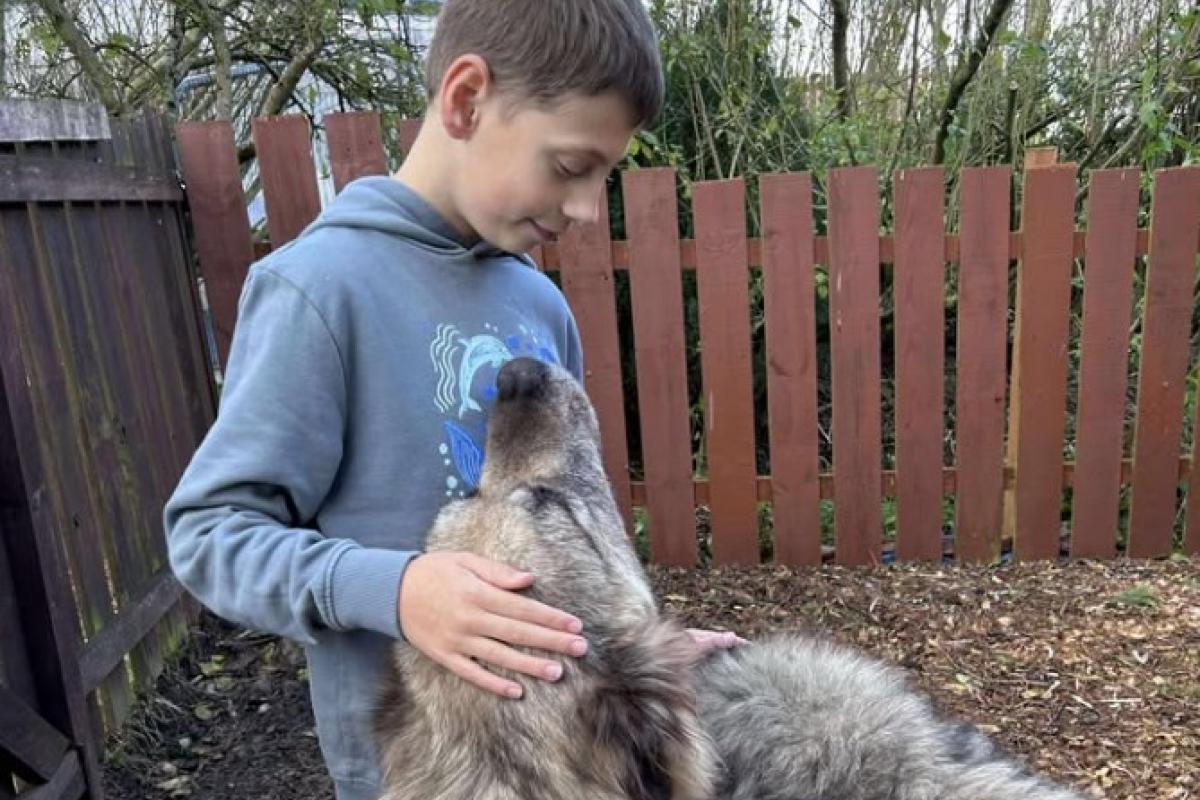 nino-solidario-refugio-animales