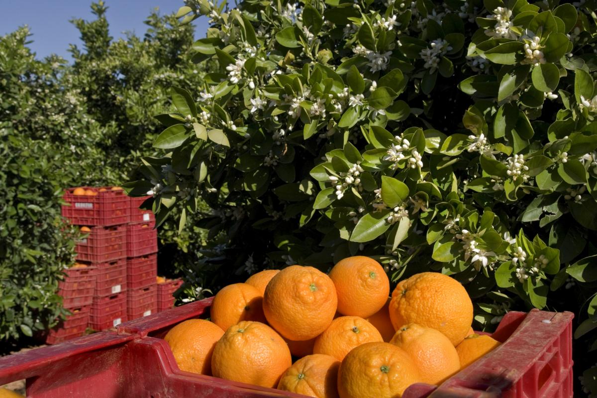 Un campo de naranjos.