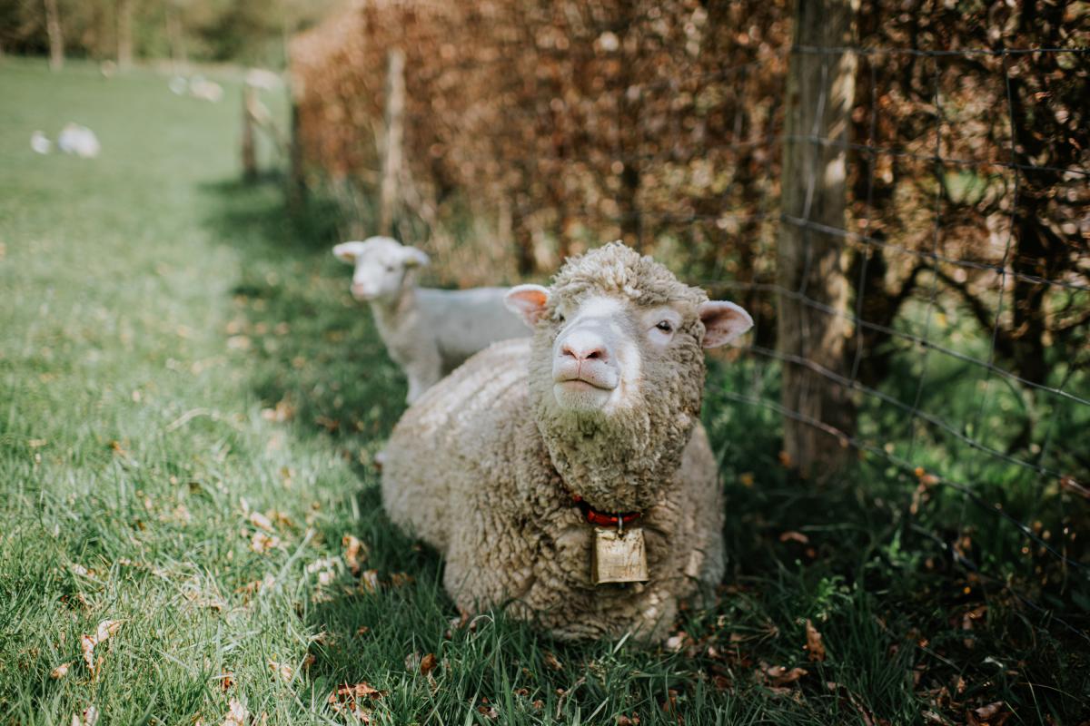 Una oveja en una imagen de archivo