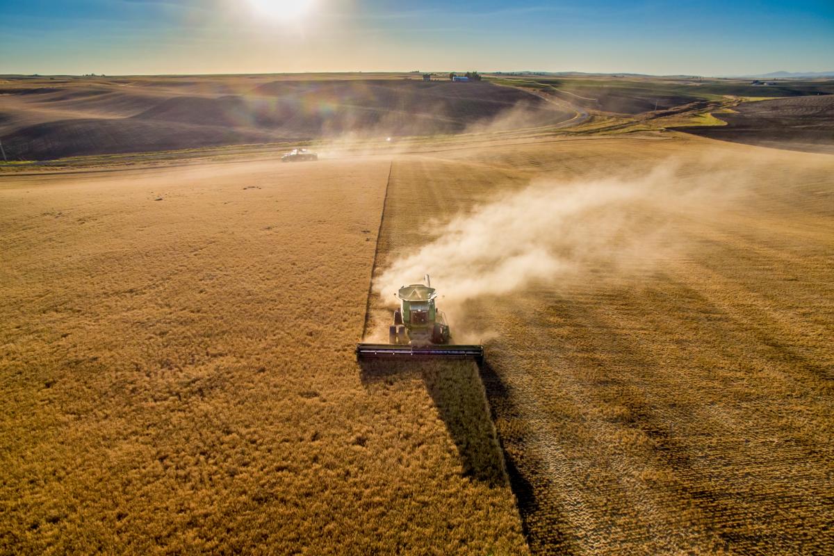 Agricultor trabajando el grano.