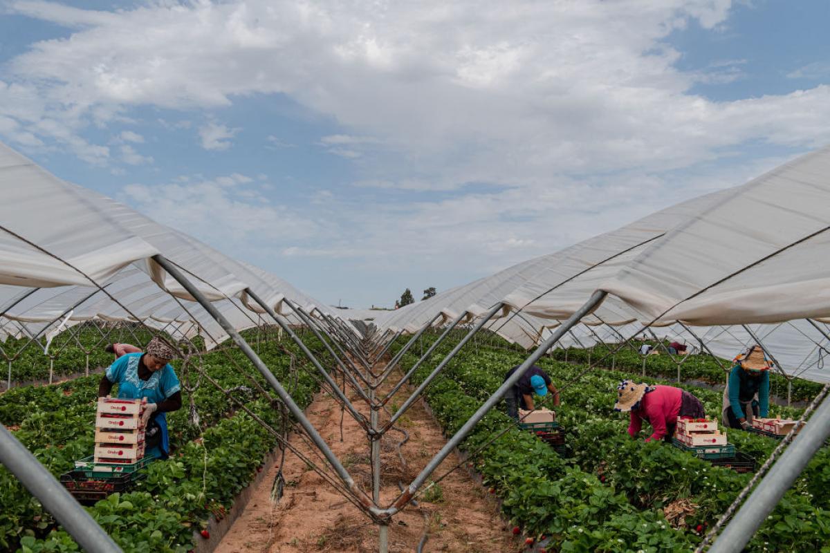 Trabajadoras agrícolas recogiendo fruta en un invernadero en plena campaña, en una jornada de trabajo en el campo español.