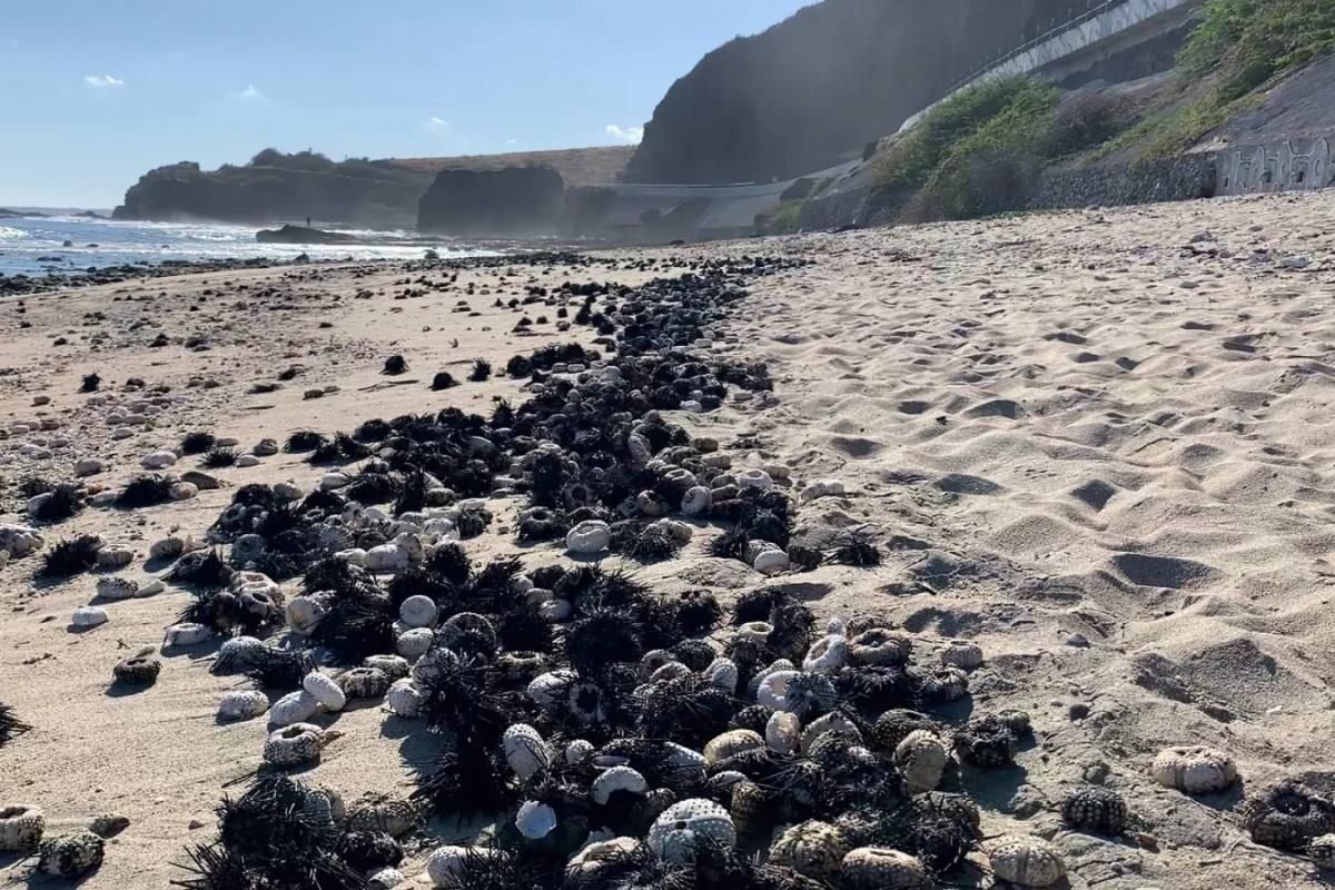 Esqueletos de erizos de mar en la isla de Reunión