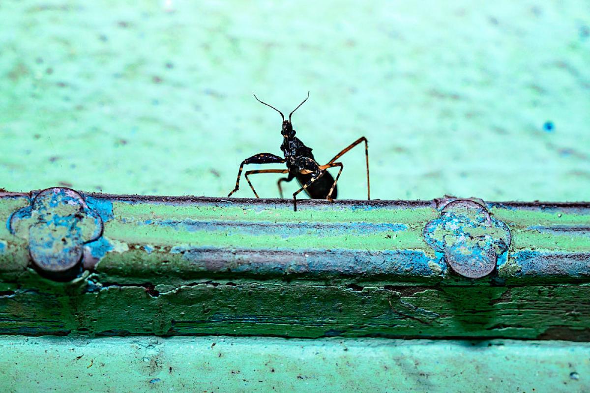 Fotografía de archivo de un ejemplar de termita.