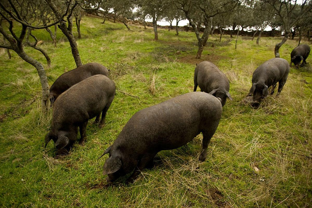 Cerdos ibéricos se alimentan de bellotas caídas en una granja, en el pueblo de Cespedosa, cerca de Salamanca, el 14 de diciembre de 2012.