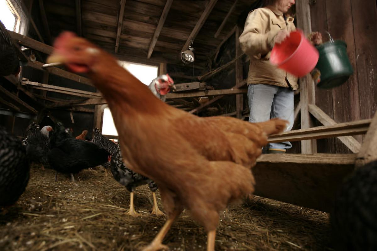 Una granjera cuidando de sus gallinas