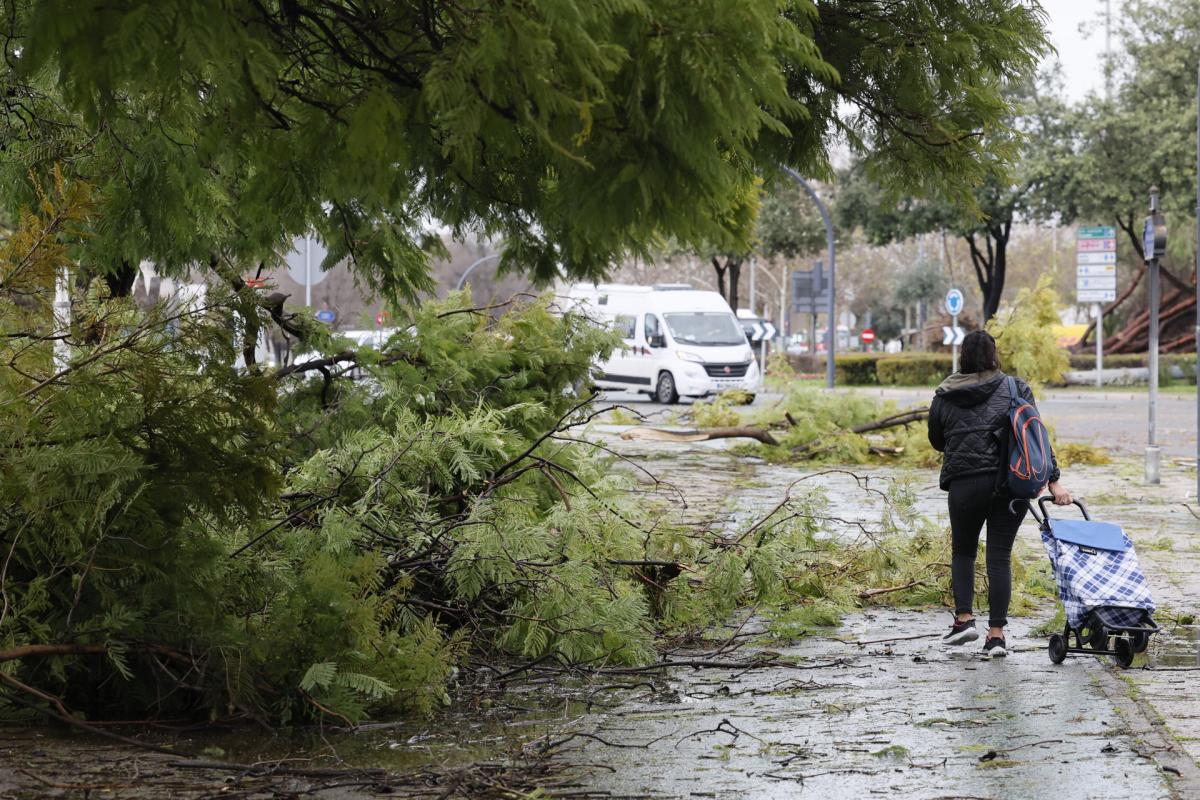 Efecto de las fuertes rachas de viento en Sevilla por la borrasca que irrumpió este lunes en Andalucía.