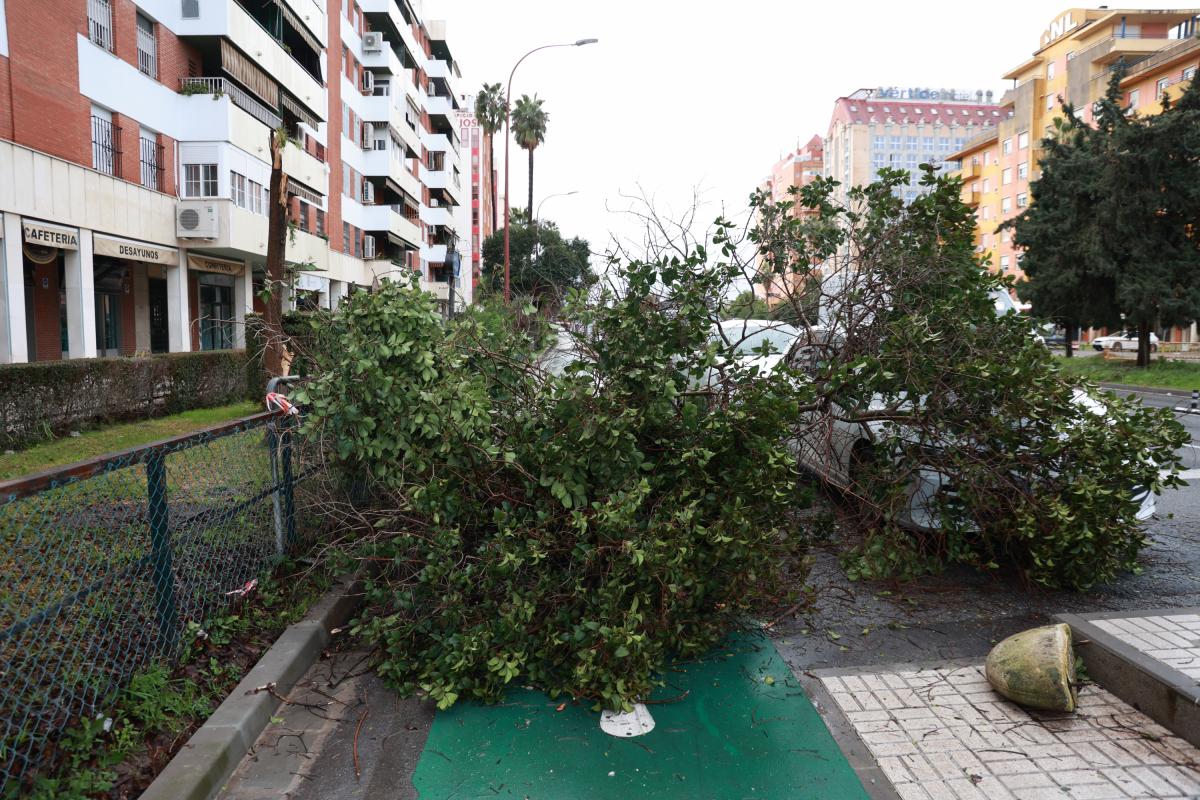 Dos árboles caídos debido a las fuertes ráfagas de viento