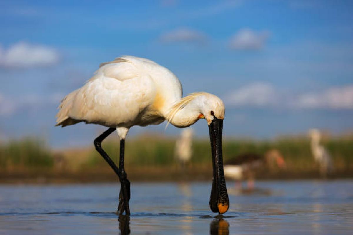 The Eurasian Spoonbill is a wading bird show a preference for extensive shallow, wetlands with muddy, clay or fine sandy beds. The nest is a platform of sticks and vegetation which is either constructed on the ground on islands in lakes and rivers or in dense stands of reeds, bushes, mangroves. Their diet consists of adult and larval aquatic insects, molluscs, crustaceans, worms, leeches, frogs, tadpoles and small fish. They forage singly or in small flocks of up to 100 individuals. Dist. United