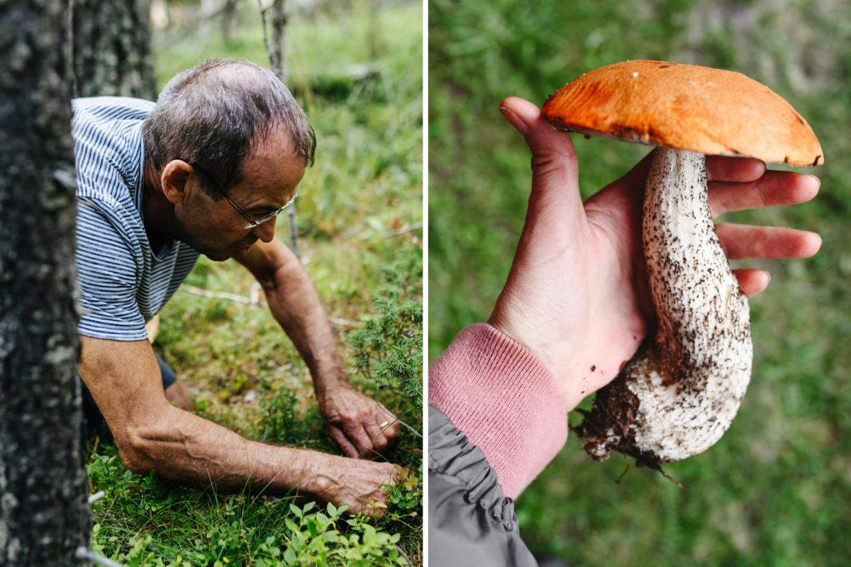 Meet D. rex, the newly crowned giant fungus ‘king’ that measures almost 2 feet tall