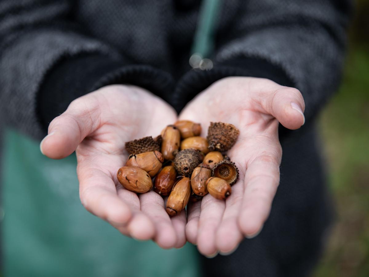 Recolectan 10.000 litros de bellotas para plantar bosques que aguanten el clima de dentro de un siglo: "El roble que se planta hoy lo llevaremos hasta los 180 años"