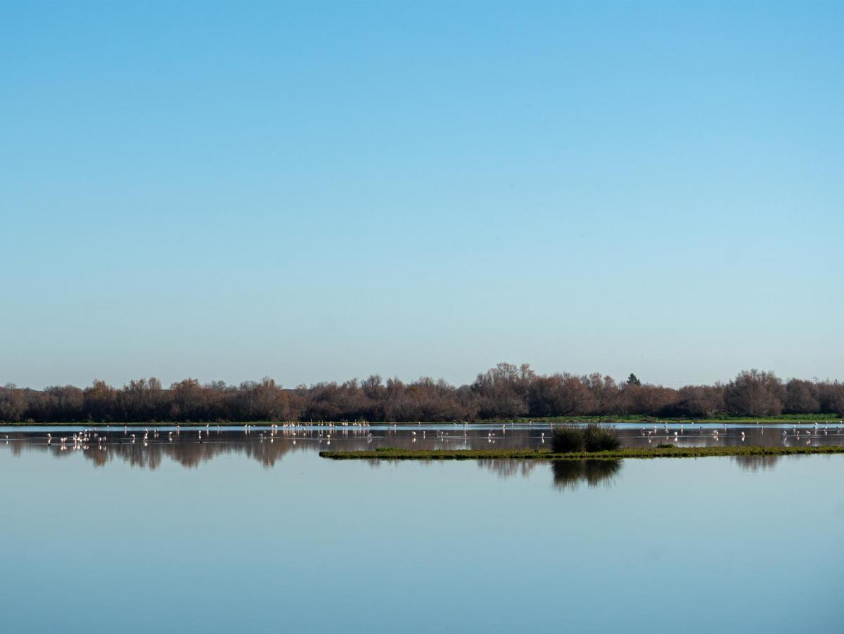 La paradoja de Doñana: el exceso de ciervos y jabalíes está llevando a la extinción local a un árbol protegido, el piruétano, según un estudio del CSIC