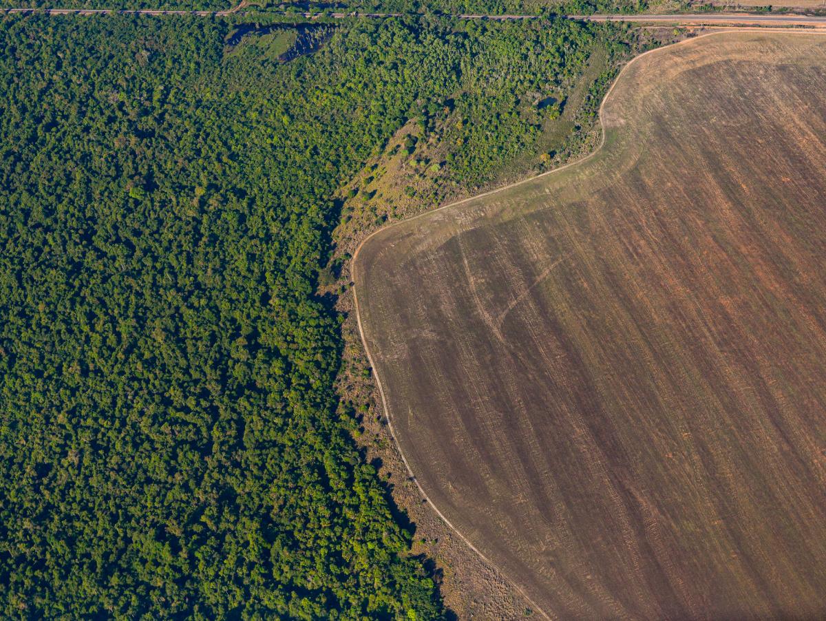 Desde 1990 el mundo ha perdido 489 millones de hectáreas de bosque, casi diez veces la superficie de España: la ONU avisa de que se cierra la ventana para recuperarlos